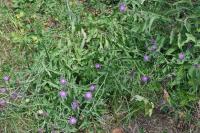Centaurea