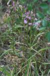 Centaurium erythraea