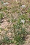 Daucus carota
