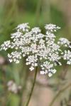 Daucus carota