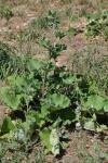 Arctium lappa