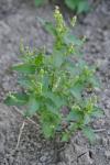 Mercurialis annua