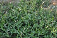 Persicaria maculosa
