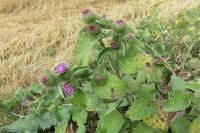 Arctium minus