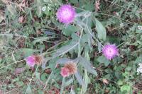 Centaurea nigra