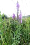 Lythrum salicaria
