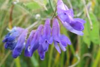 Vicia villosa