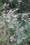 Heracleum sphondylium