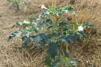 Datura stramonium