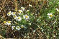Anthemis arvensis