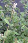 Mentha aquatica