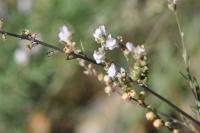 Linaria repens