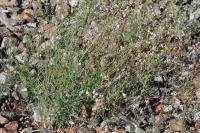 Linaria repens