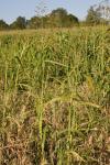 Glyceria maxima