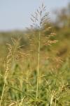 Glyceria maxima