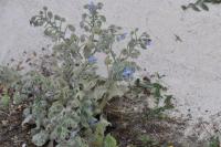 Borago officinalis