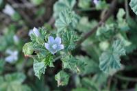 Malva neglecta