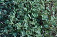 Malva neglecta