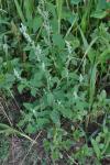 Chenopodium album