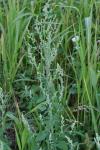 Chenopodium album