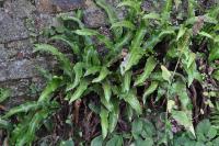 Asplenium scolopendrium