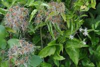 Clematis vitalba