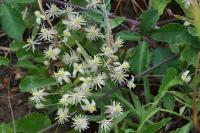 Clematis vitalba