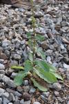 Lactuca serriola