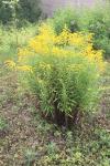 Solidago canadensis