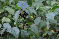 Cornus sanguinea