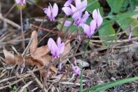 Cyclamen hederifolium