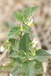 Solanum nigrum