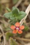 Lysimachia arvensis