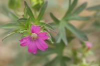 Geranium columbinum