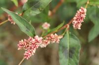 Persicaria maculosa