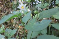 Solanum nigrum