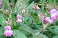 Impatiens glandulifera