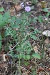 Cirsium arvense