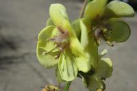 Verbascum virgatum