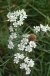 Achillea ptarmica