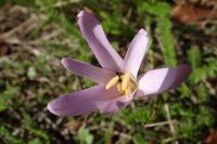 Colchicum autumnale