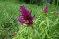 Melampyrum arvense
