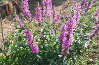 Lythrum salicaria