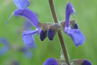 Salvia pratensis