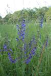 Salvia pratensis