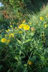 Pulicaria dysenterica