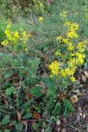 Solidago virgaurea