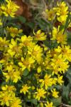 Solidago virgaurea