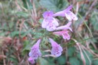 Clinopodium nepeta