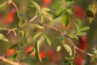 Rosa canina